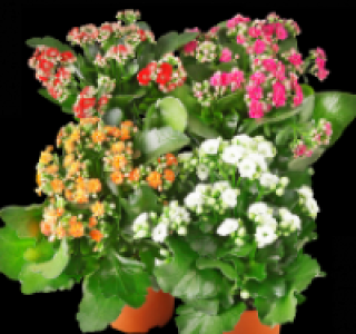 Kalanchoe 1.79&nbsp;&euro;
