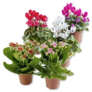Blühpflanzen-Mix 1.99 €
