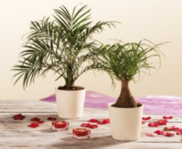 Hochwertige Grünpflanze 5.99 €