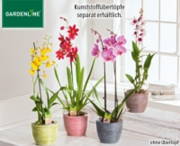 GARDENLINE®Orchidee