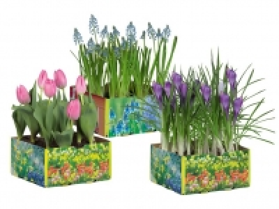 Blumenzwiebeln 2.99 €