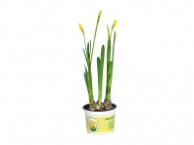 Narzissen 0.89&nbsp;&euro;