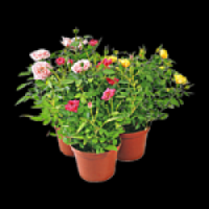 Topfrosen in Geschenkt&uuml;te