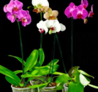 Mini-Phalaenopsis
