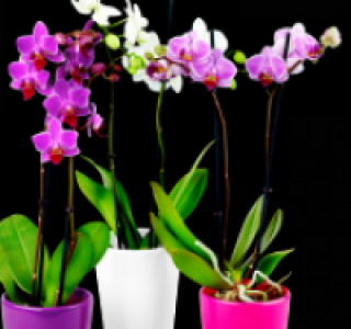 Midi-Phalaenopsis