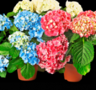 Hortensien (Hydrangea)