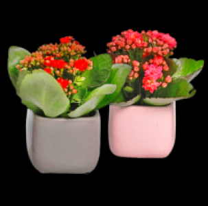 Kalanchoe 1.99&nbsp;&euro;