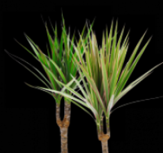 Dracaena
