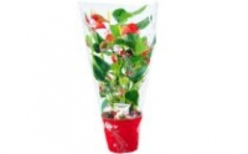 Flamingoblume Anthurie 5.99 €