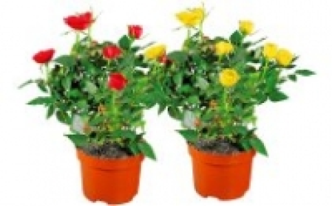 Rose 2.99&nbsp;&euro;