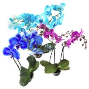 Phalaenopsis 1- oder 2-Risper 9.99&nbsp;&euro;