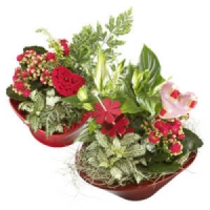 Valentins-Schalen