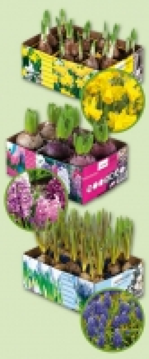 Blumenzwiebeln 3.99 €