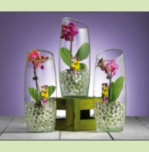 Mini-Phalaenopsis 6.99&nbsp;&euro;