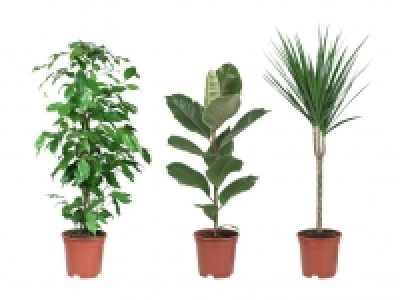 Grünpflanze 3.99 €