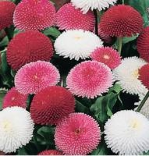Gänseblümchen 0.79 €