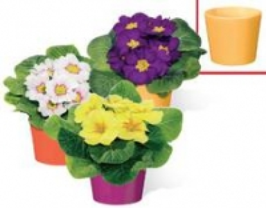 Primel, 9-cm-Topf 0.59&nbsp;&euro;