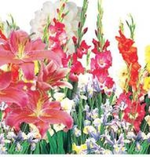 Blumenzwiebeln Kleinnetz 0.99 €