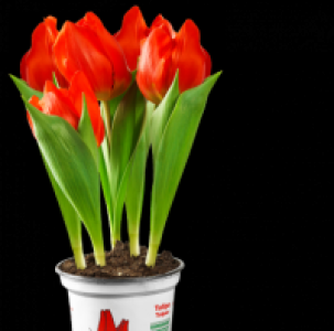 Tulpe 1.49 €