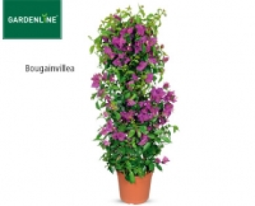 GARDENLINE®Balkon- und Terrassenpflanze