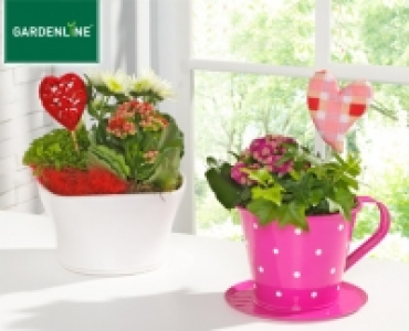 GARDENLINE®Pflanze zum Muttertag
