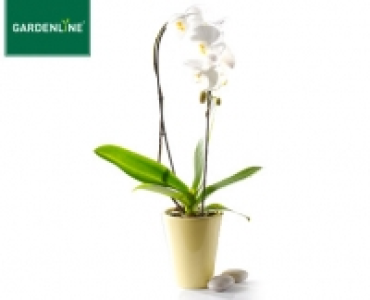GARDENLINE®Phalaenopsis Cascade