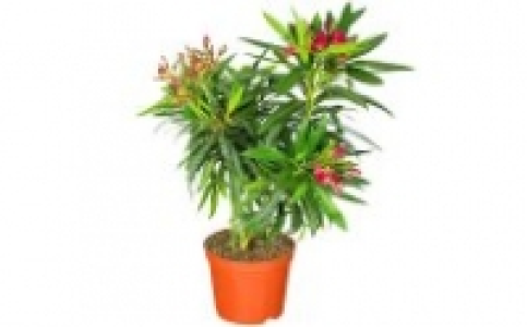 Oleander 6.99&nbsp;&euro;