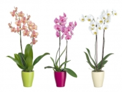 Schmetterlingsorchidee (Phalaenopsis) 7.99&nbsp;&euro;