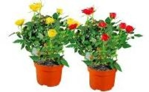 Topfrosen 2.99&nbsp;&euro;