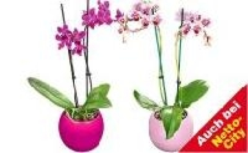 Orchidee Phalaenopsis 7.99 €