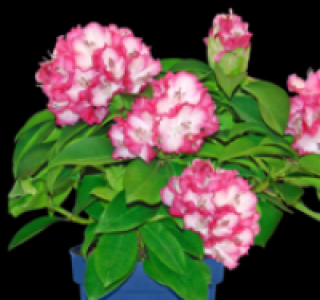 Rhododendron 7.99 €