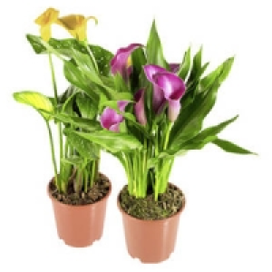 Calla (Zandestechia) 9.99&nbsp;&euro;