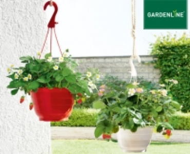 GARDENLINE®Erdbeer-Ampelpflanze 3.99 €