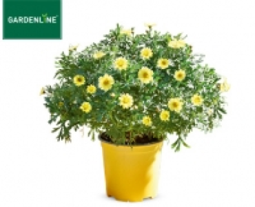 GARDENLINE®Margeriten-Busch