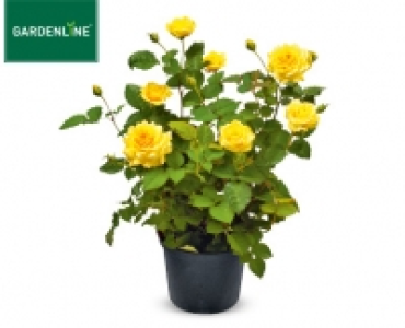 GARDENLINE®Rose, exklusiv
