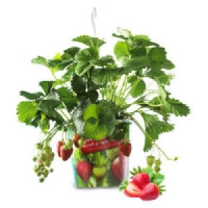 Erdbeerpflanzen 7.99 €