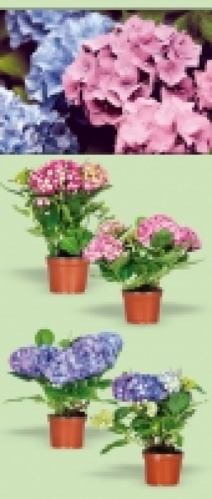 Hortensien 3.99 €