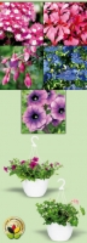 Ampelpflanzen 3.99&nbsp;&euro;