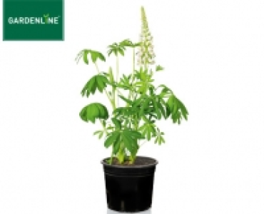 GARDENLINE&reg;Solit&auml;rstaude