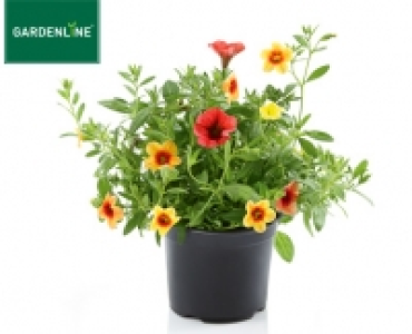 GARDENLINE&reg;Mini-Petunie