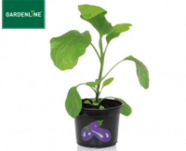 GARDENLINE&reg;Gem&uuml;sepflanze