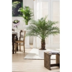 Zwerg-Dattelpalme 27.50 €