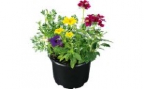 Beetpflanze 2.49 €