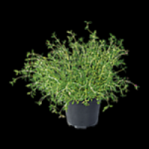 Freilandkr&auml;uter 1.49&nbsp;&euro;