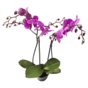 Phalaenopsis, 2-Risper 7.99&nbsp;&euro;