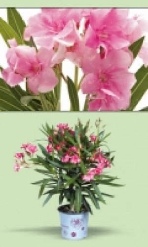 Oleander 3.99&nbsp;&euro;