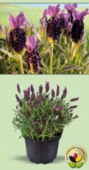 Schmetterlingslavendel 2.59 €