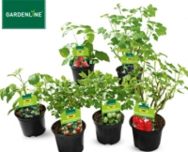 GARDENLINE®Beerenstrauch