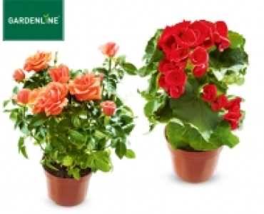 GARDENLINE® Blühende Pflanze 1.49 €
