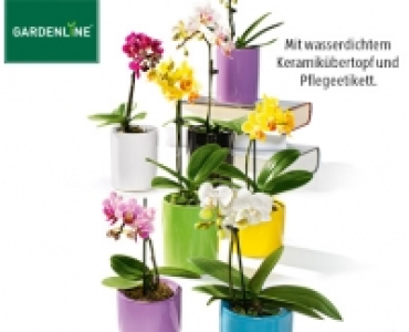 GARDENLINE® Mini-Orchidee im Topf